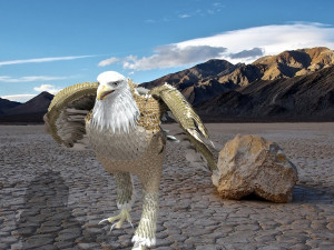 white american bald eagle 3D Model