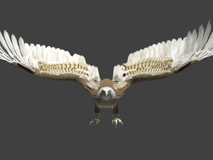 white american bald eagle 3D Model