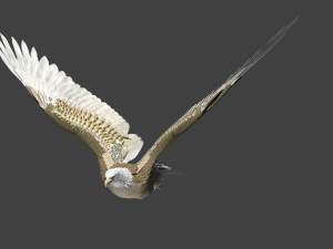 white american bald eagle 3D Model