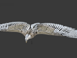 white american bald eagle 3D Model