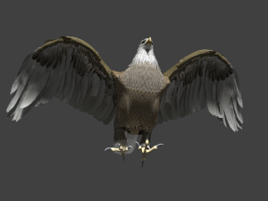 white american bald eagle 3D Model