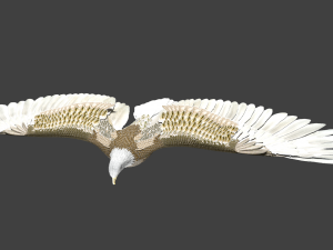 white american bald eagle 3D Model