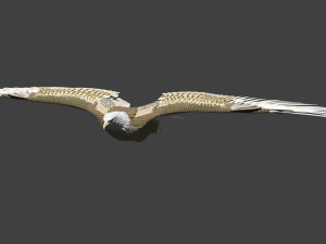 white american bald eagle 3D Model