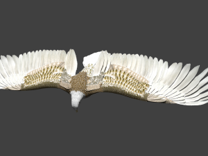 white american bald eagle 3D Model