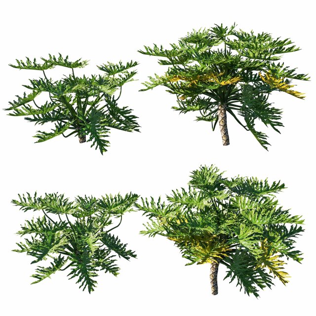 Philodendron Bipinnatifidum Modèle 3D .c4d .max .obj .3ds .fbx .stl .blend 