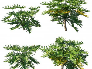 Philodendron Bipinnatifidum 3D Model