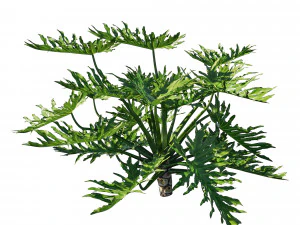 Philodendron Bipinnatifidum 3D Model