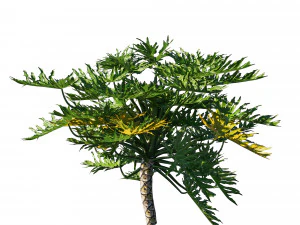 Philodendron Bipinnatifidum 3D Model