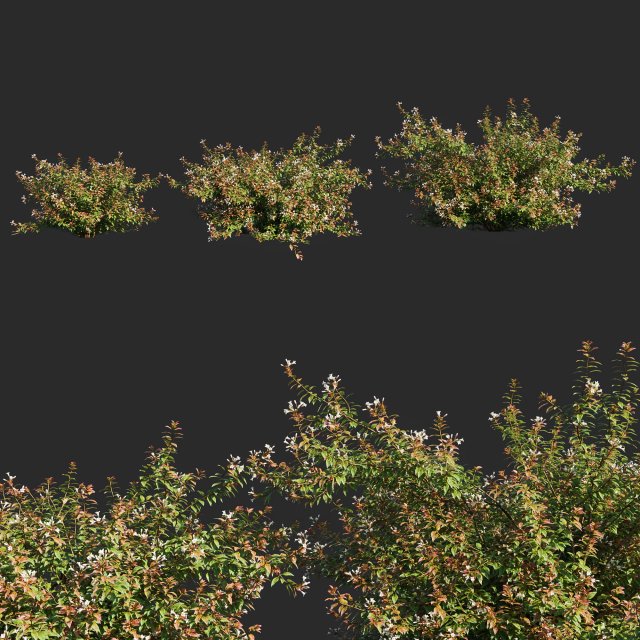 Abelia x grandifloraflower op3 3D 모델 .c4d .max .obj .3ds .fbx .stl .blend 
