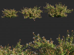 Abelia x fleur grandiflora op3 Modèle 3D