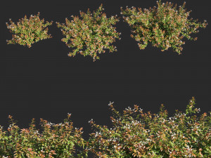 Abelia x grandifloraflower op3 3D 모델