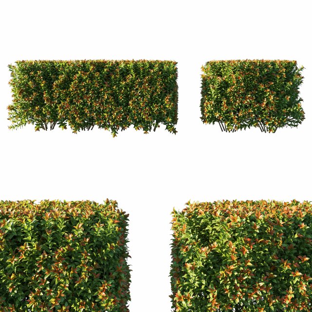 Spiraea japonica bush hedge Model 3D .c4d .max .obj .3ds .fbx .stl .blend 