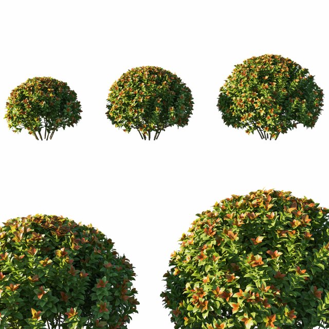 Spiraea japonica bush Model 3D .c4d .max .obj .3ds .fbx .stl .blend 
