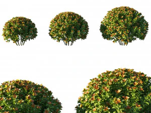 Кущ спіреї японської 3D Модель