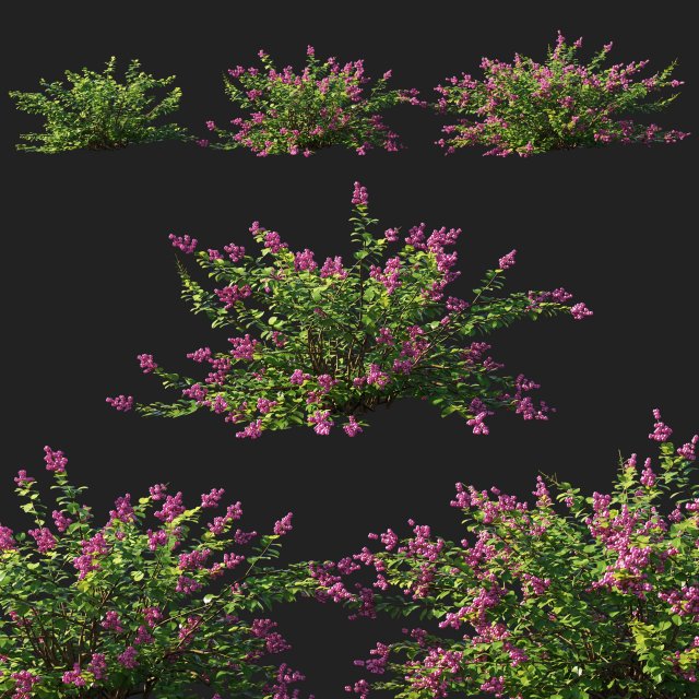 Symphoricarpos berry bush Modelo 3D .c4d .max .obj .3ds .fbx .stl .blend 