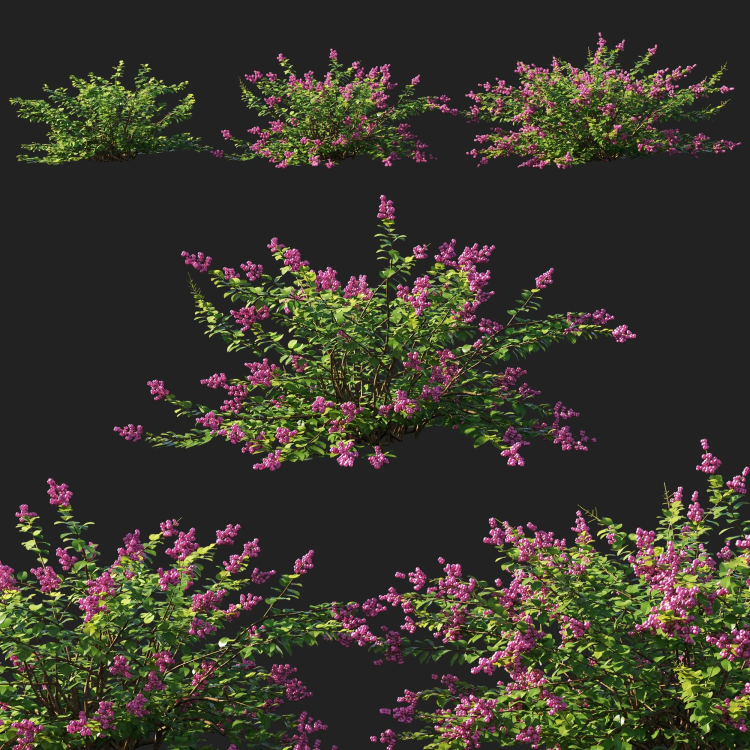 Symphoricarpos berry bush 3D Model .c4d .max .obj .3ds .fbx .stl .blend