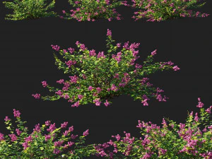 Ягідний кущ Symphoricarpos 3D Модель