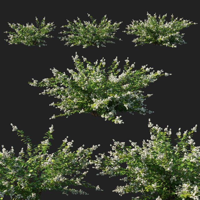Symphoricarpos berry bush white Modèle 3D .c4d .max .obj .3ds .fbx .stl .blend 