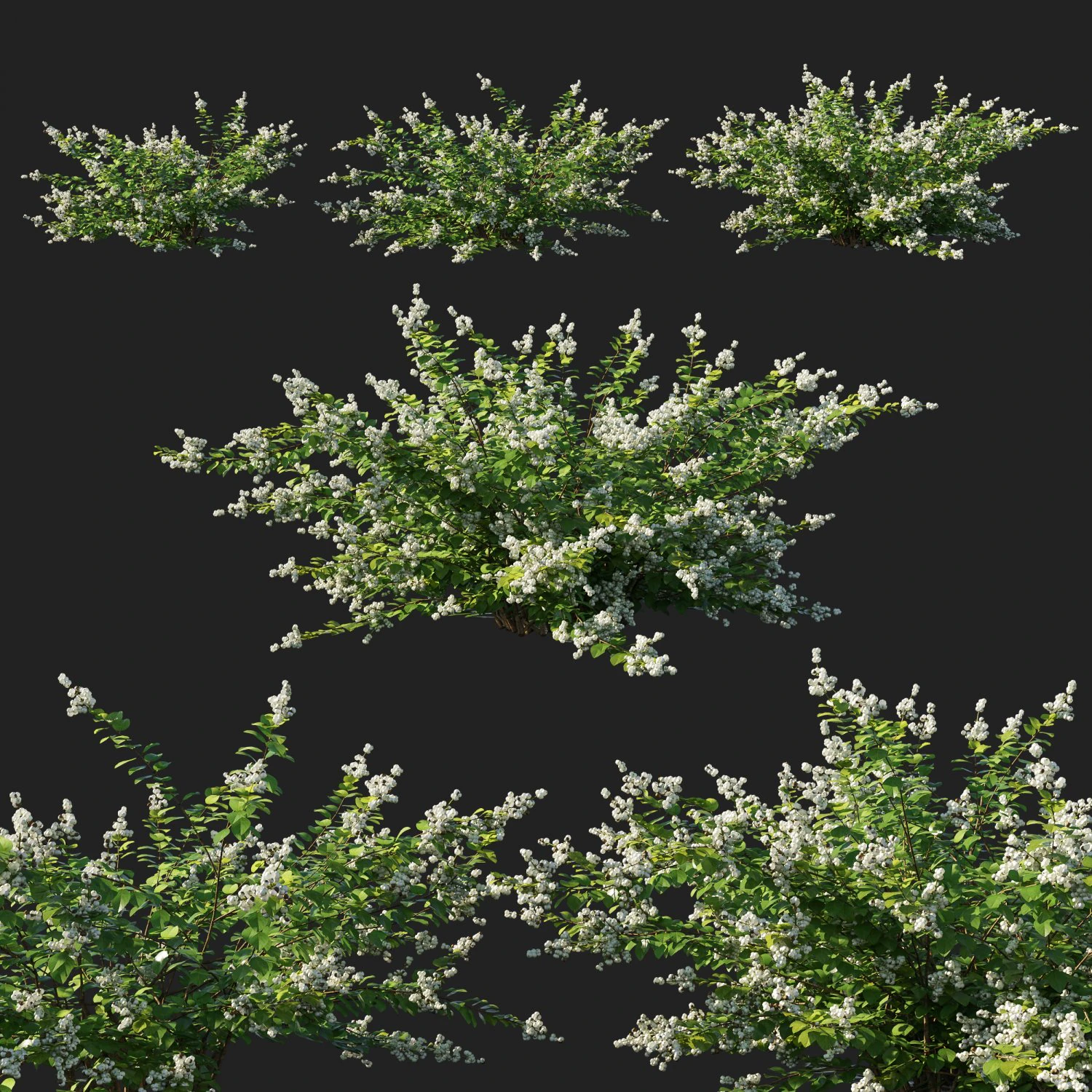 Arbusto de baga Symphoricarpos branco Modelo 3D .c4d .max .obj .3ds .fbx .stl .blend 