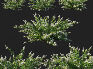 Symphoricarpos berry bush white 3D Model