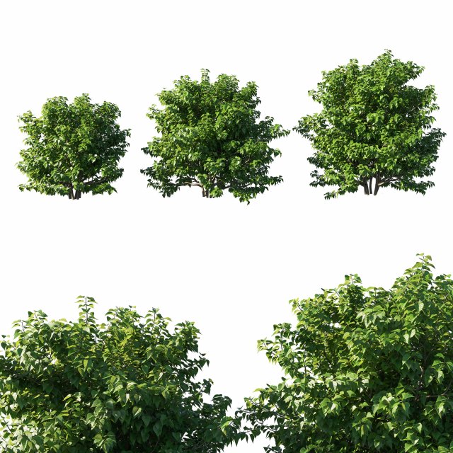 Syringa vulgaris bush 3Dモデル .c4d .max .obj .3ds .fbx .stl .blend 