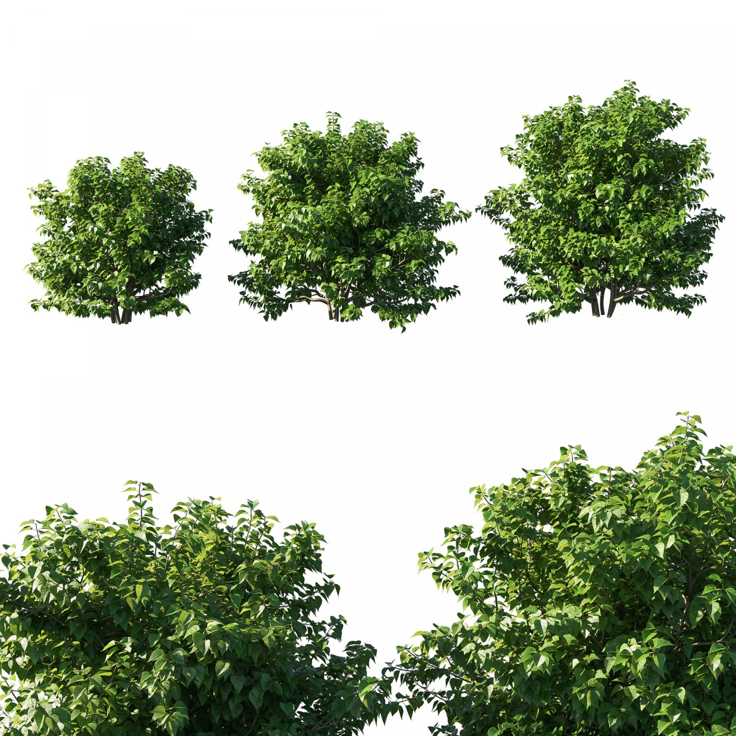 Syringa vulgaris bush 3D Model .c4d .max .obj .3ds .fbx .stl .blend 