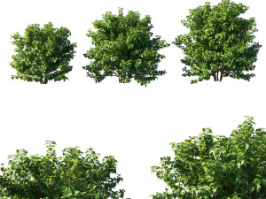 Syringa vulgaris bush 3Dモデル