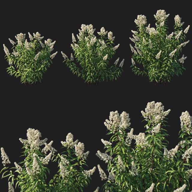 Spiraea alba tree 01 Modelo 3D .c4d .max .obj .3ds .fbx .stl .blend 
