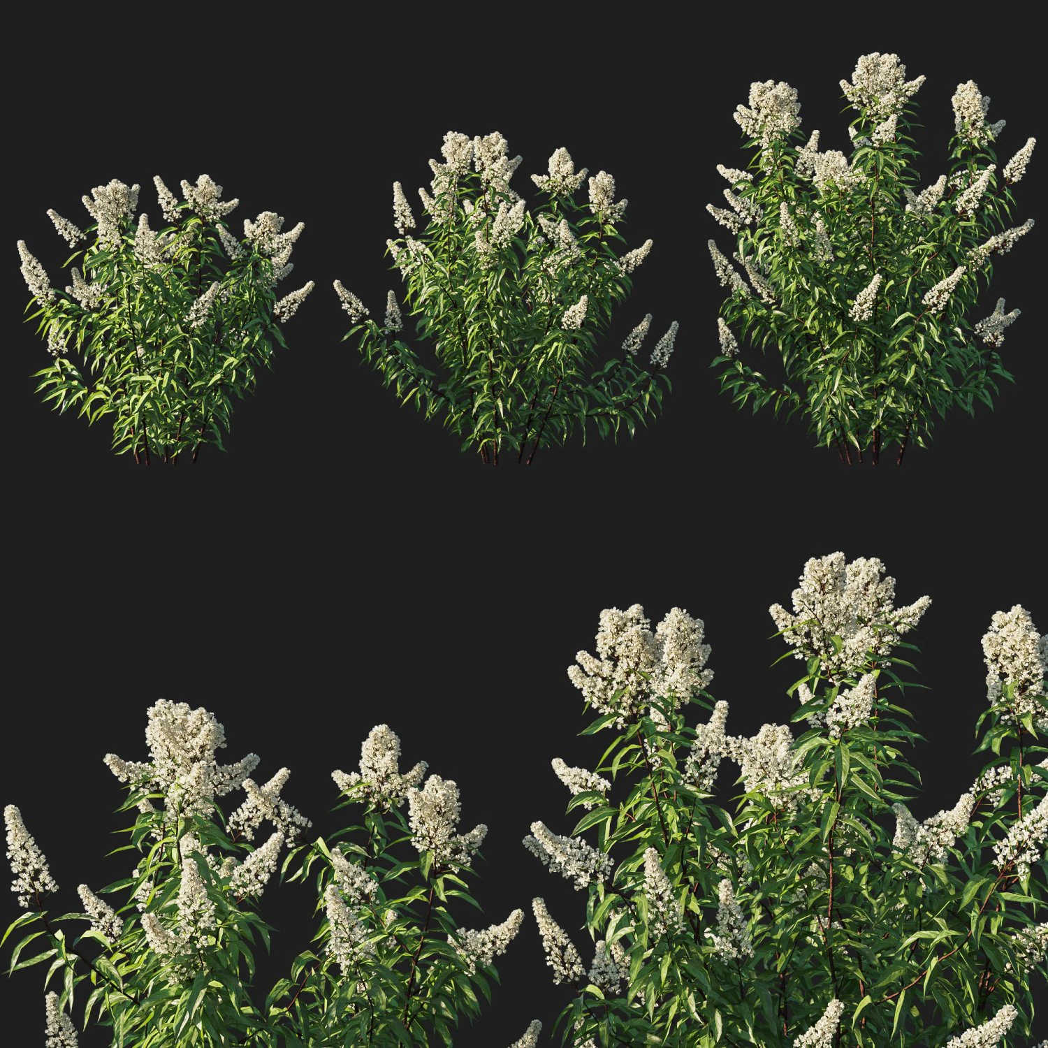 Spiraea alba tree 01 3D Model .c4d .max .obj .3ds .fbx .stl .blend 