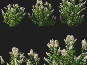 स्पिरिया अल्बा वृक्ष 01 3D मॉडल