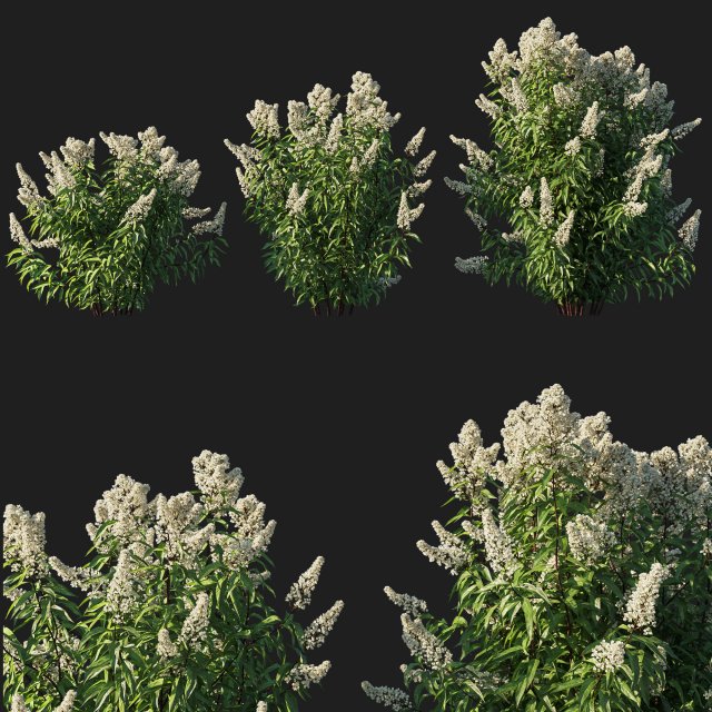 Spiraea alba tree 02 Modelo 3D .c4d .max .obj .3ds .fbx .stl .blend 
