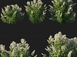 स्पिरिया अल्बा वृक्ष 02 3D मॉडल