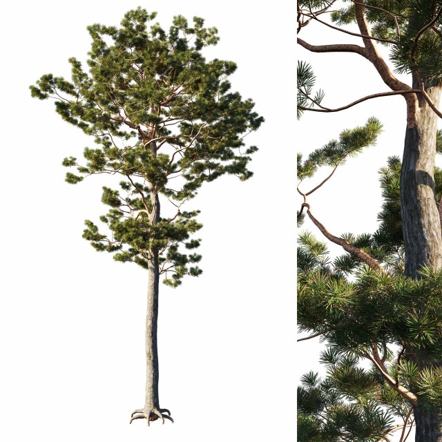 Pinus sylvestris tree Model 3D .c4d .max .obj .3ds .fbx .stl .blend 