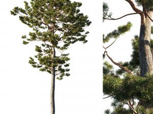 Pinus sylvestris tree 3D Model
