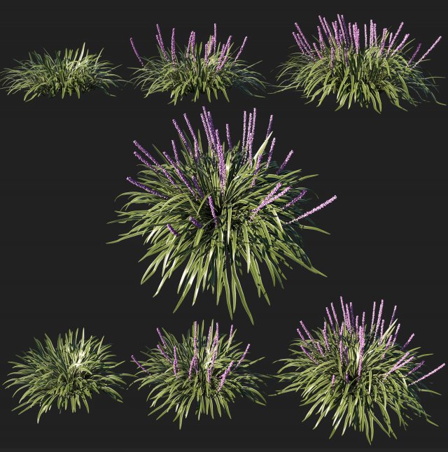 Liriope muscari variegata grass Modello 3D .c4d .max .obj .3ds .fbx .stl .blend 