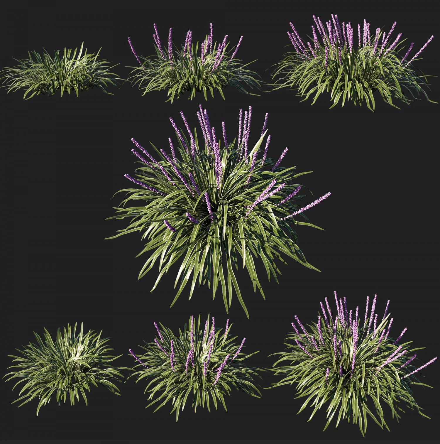 Liriope muscari variegata grass 3D Model .c4d .max .obj .3ds .fbx .stl .blend 