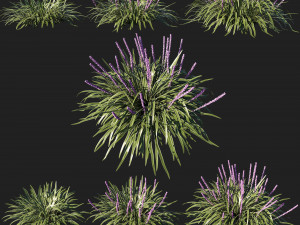 Liriope muscari variegata grass 3Dモデル