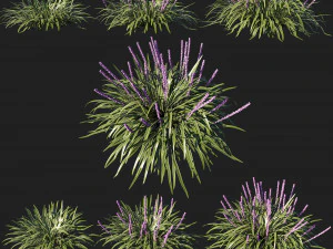 Ліріопе мускарі різновидний трава 3D Модель