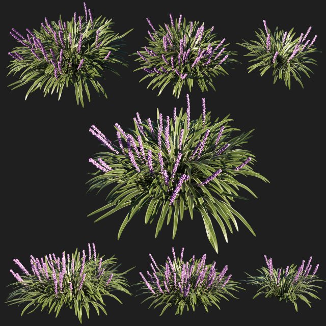 Liriope muscari variegata grass 02 Modelo 3D .c4d .max .obj .3ds .fbx .stl .blend 