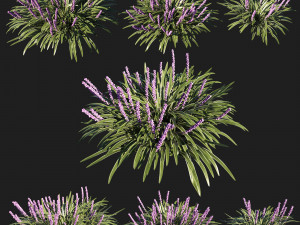 Liriope muscari variegata grass 02 3D Model
