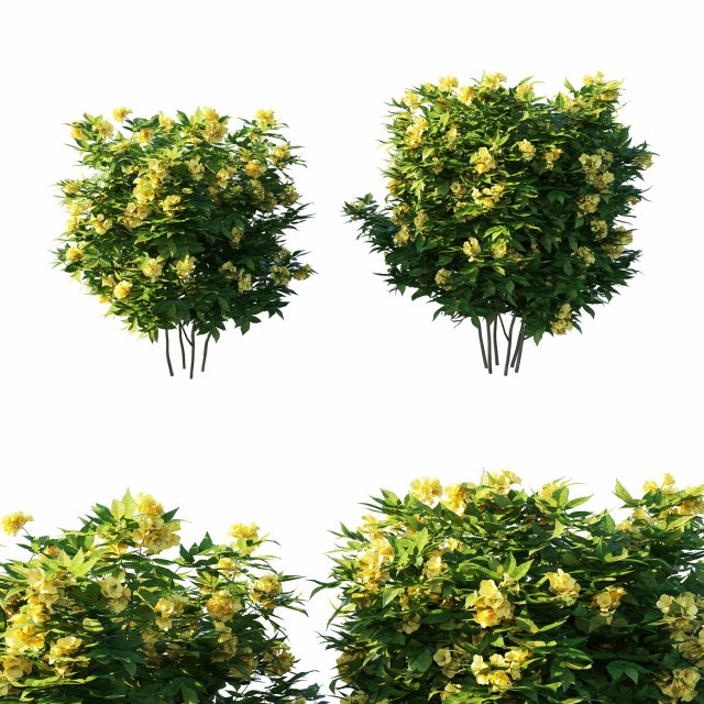 Tecoma stans tree 3D Model .c4d .max .obj .3ds .fbx .stl .blend 