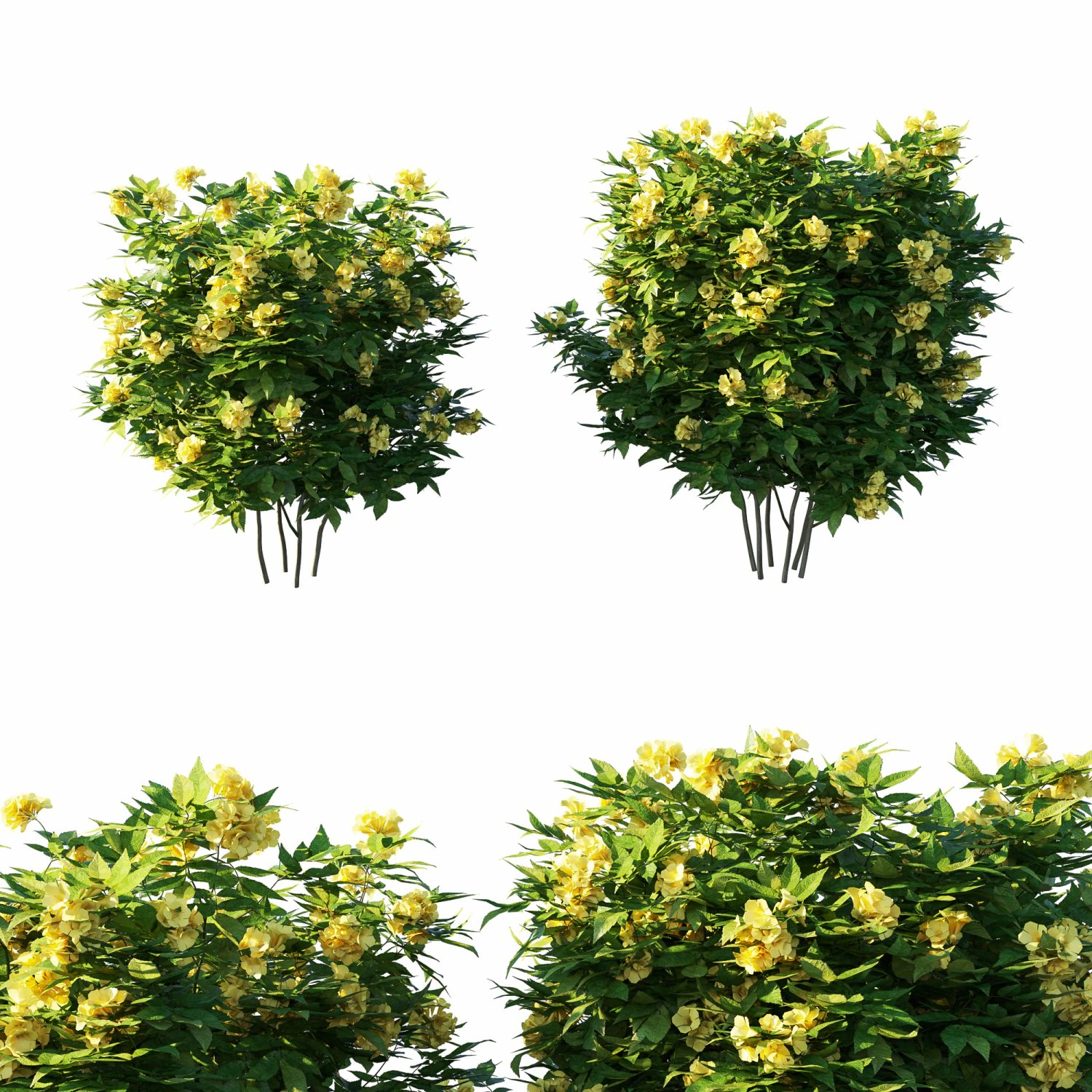 Tecoma stans tree 3D Model .c4d .max .obj .3ds .fbx .stl .blend 