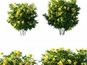 Tecoma stans tree 3Dモデル