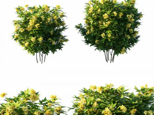 Дерево Tecoma Stans 3D Модель