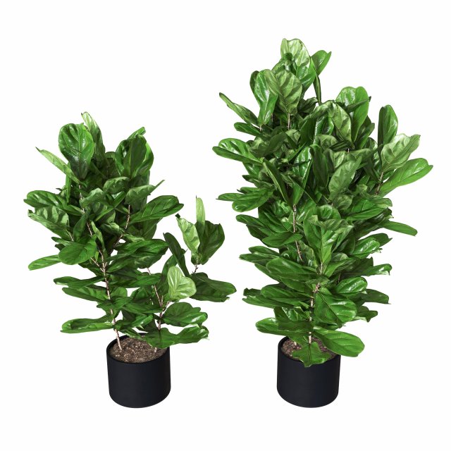 Ficus pandurata Pot 3D Model .c4d .max .obj .3ds .fbx .stl .blend 