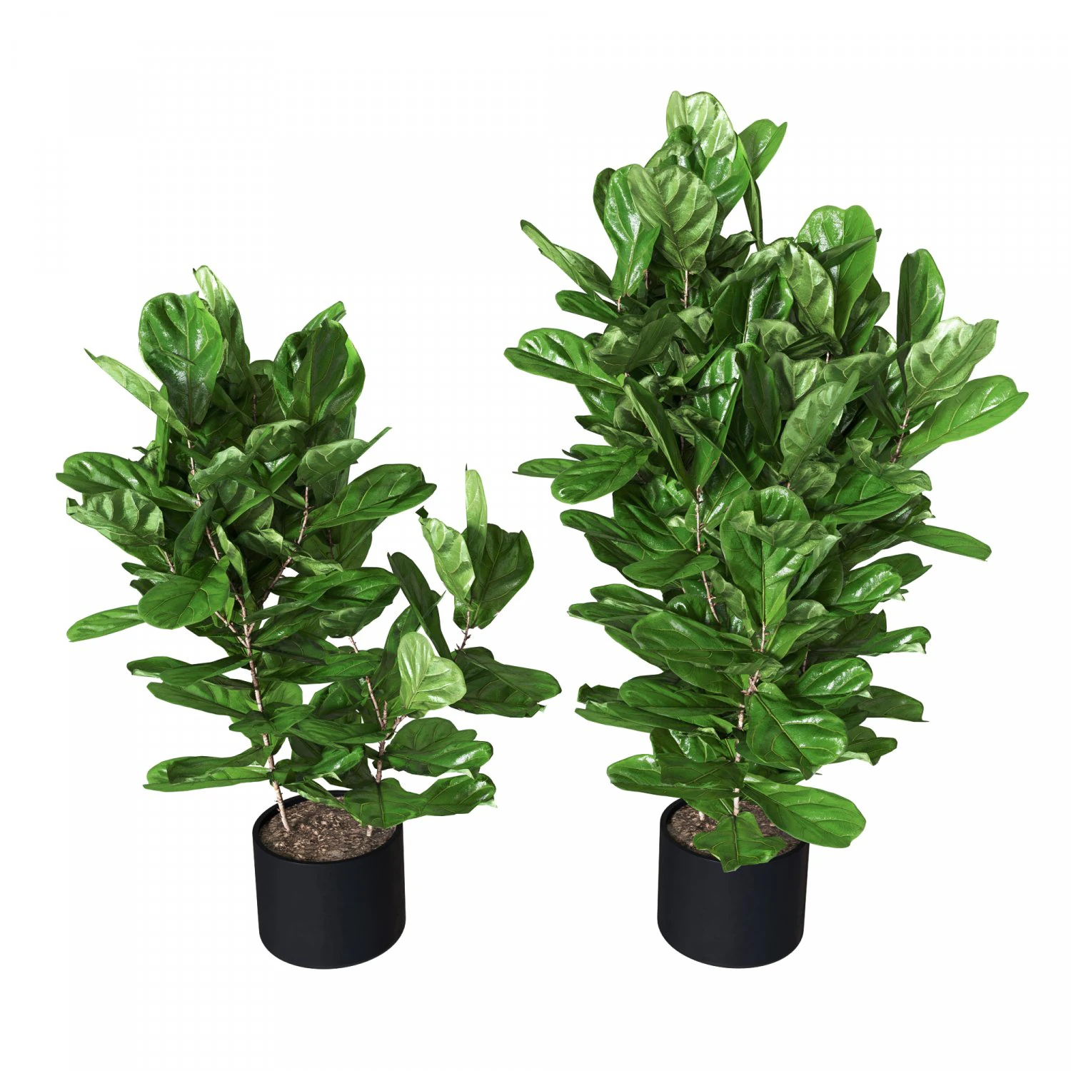Ficus pandurata Pot 3D Model .c4d .max .obj .3ds .fbx .stl .blend