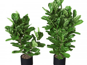 Ficus pandurata Pot Modello 3D