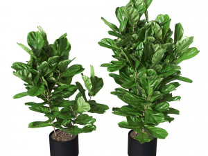 Ficus pandurata 냄비 3D 모델