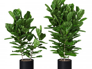 Ficus pandurata Pot 3D Model
