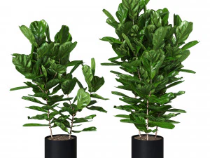 Ficus pandurata Pot 3D Model